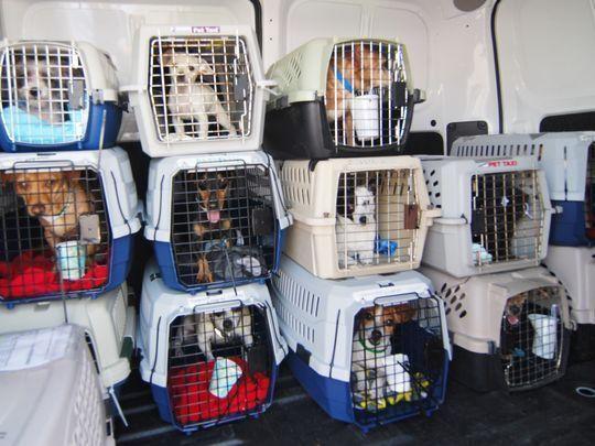 Pet Transport